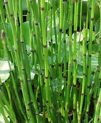Horsetails: on the face of it, unlikely sandpaper.