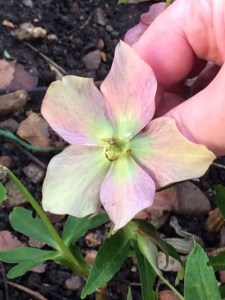 Seeds are developing on this one.