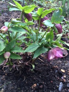 My double hellebore.