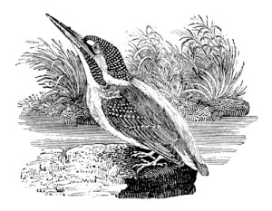 Kingfisher.Bewick
