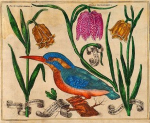 I had made the analogy of fritillary-like mottling before I came across this startling juxtaposition...