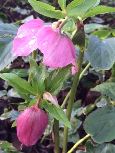 A pink hybrid in CUBG.