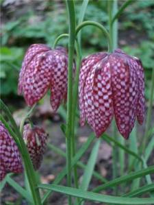 Snakeshead fritillaries (Fritillaria meleagris), mottles like the plumage on a kingfisher's head?