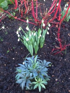 Galanthus elwesii in the CUBG Winter Garden, with Cornus in the background and Helleborus foetidus in front.