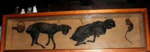 Dried cats (and rats) from the Stag Inn, Hastings.