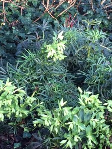 Helleborus foetidus (though I've never caught it stinking...).