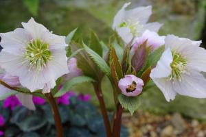 The wonderful Helleborus thibetanus.
