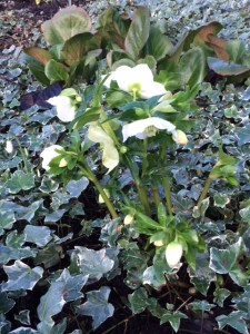 Helleborus niger in the Winter Garden at CUBG.
