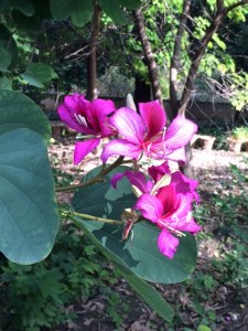 Bauhinia