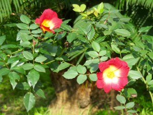 bicolour rose