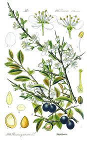 A botanical drawing of the sloe by the German Otto Wilhelm Thomé (1885).