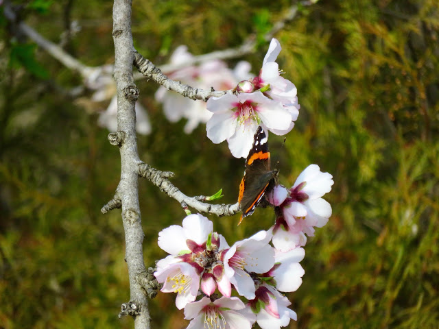 ... and butterflies.