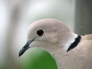 Collared_Dove