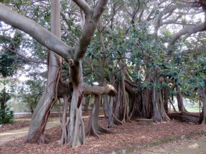 The strangler fig, so called because it begins as an epiphyte on a host plant which it gradually swamps.