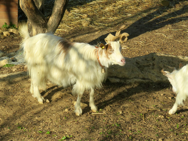 Their bells can be heard across the valley.