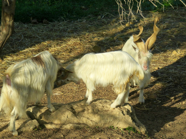 The Girgenti goats, a rare breed being conserved in the valley.