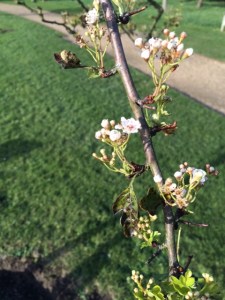 An early-flowering hawthorn, Crataegus monogyna 'Biflora'. The famous Glastonbury Thorn, which grew from the staff of Joseph of Arimathea and blooms on Christmas Day is this variety: but many of its cuttings have been grafted on to blackthorn stocks.