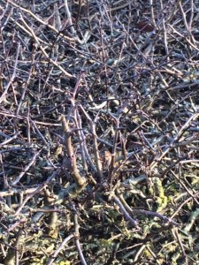 Meanwhile, the famous hawthorn hedges which enclose the systematic beds at the Botanic Garden are showing no signs of life at all.