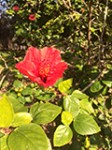 Hibiscus small