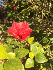 Hibiscus