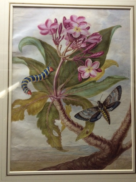 Robins the Younger's painting of frangipani.