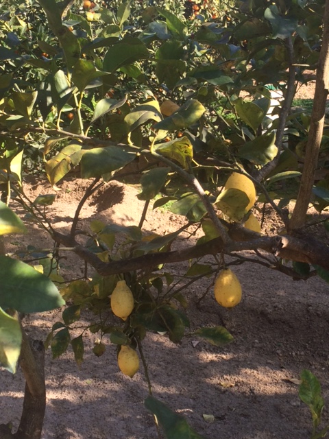 Lemon tree in the Colymbethra.