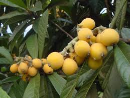 Loquat fruits.
