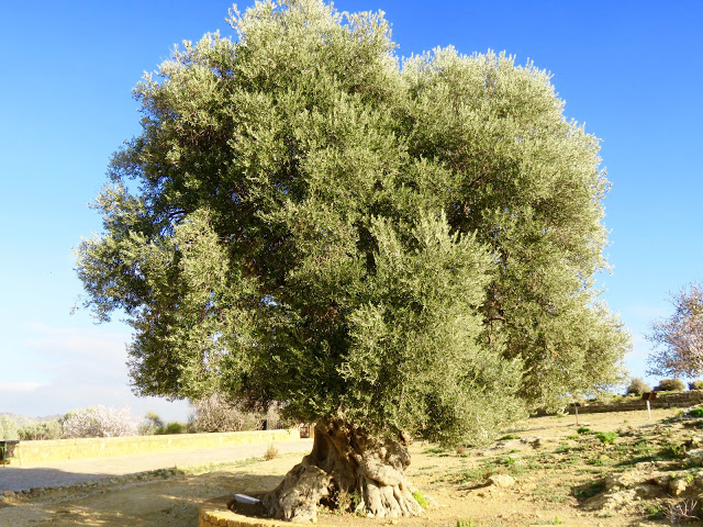 An ancient olive tree.