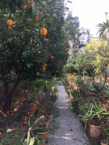 A path through the citrus fruits.
