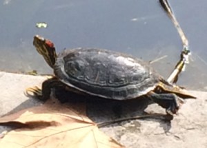 One of the many turtles in the garden ponds.