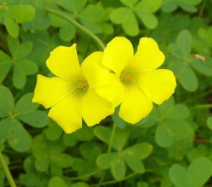 Oxalis pes-caprae: pretty and innocuous.