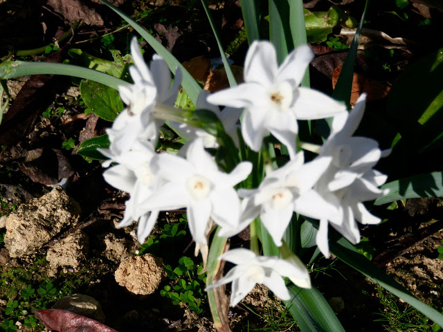 Paperwhite narcissi: their stalks are short, as they have no need to grope for the sun...