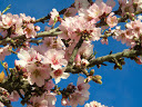 Pink almond