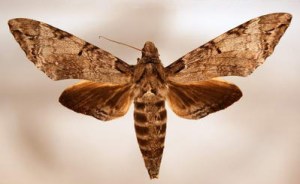 The adult sphinx moth.