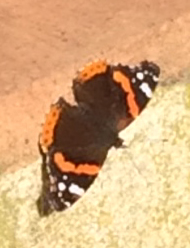 Red admiral