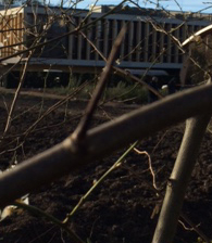 The characteristic black bark and thorn.