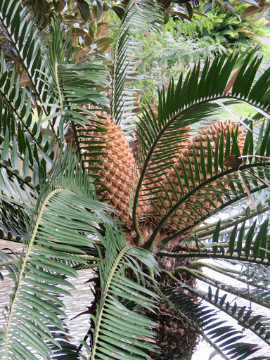 One of the healthier-looking palms.