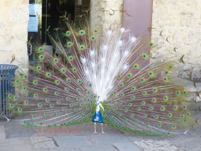 ... and a real one, with an interesting streak of albinism, from the Castelo de San Jorge.