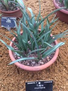 T. montana: not quite in flower ...