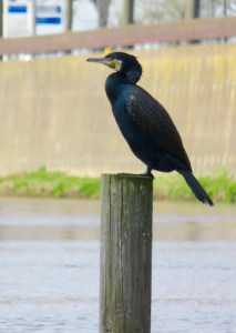 A cormorant ignoring the boats and the paddle-surfers.