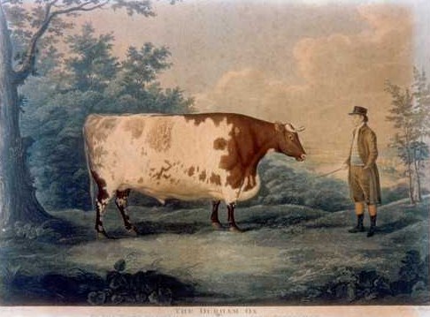 The Durham Ox, by livestock painter John Boultbee (1753–1812).