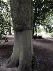 One of Henslow's large-scale monstrosities, Fagus sylvatica miltonensis, a grafted beech in the Botanic Garden.