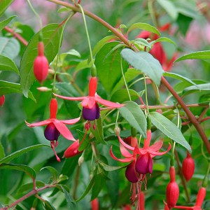 Fuchsia-magellanica