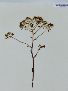 A dried specimen of common mignonette (Reseda odorata).