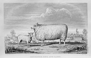 New Leicester sheep, bred by Bakewell.