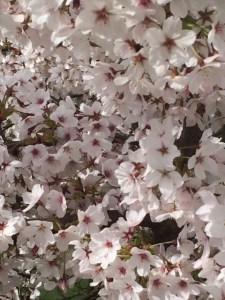 Prunus yedoensis, blossom.
