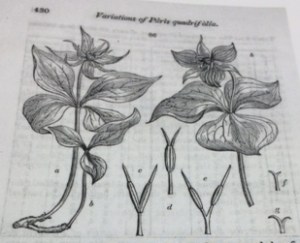 Engraving in Henslow's article of the parts of Paris.