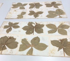 Two of the many Paris sheets in the Herbarium.