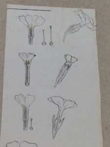 Primrose and cowslip flowers, drawn by Henslow.