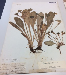 Primula specimens collected in Cambridgeshire and elsewhere.